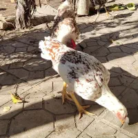 مرغ ویاندوت ولاری