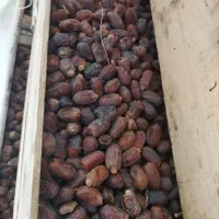 خرما استعمران صادراتی درجه یک یک|عمدهفروشی|شادگان, |دیوار