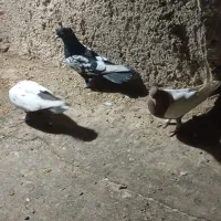 کبوتر رنگی به شرط پرش وجفت|پرنده|تاکستان, |دیوار