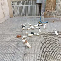 کفترطوقی وبازاق دم سفید