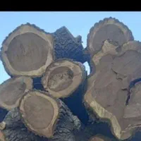 خریدچوب وریشه در حیاط باغ|خدمات باغبانی و درختکاری|ارومیه, |دیوار