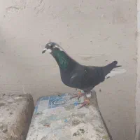 کفترکبوتر.دم سفید.المانی.