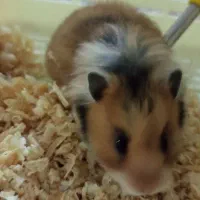 همستر سوری|موش و خرگوش|پردیس, فاز ۱|دیوار