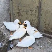 اردک کال مینیاتوری