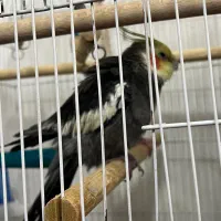 عروس هلندی نر   م