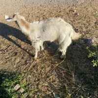 گوسفند|حیوانات مزرعه|ماهان, |دیوار