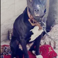 پیت بول ماده|سگ|رشت, کوی حسینی|دیوار