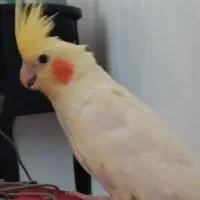 فروش عروس هلندی|پرنده|بهشهر, |دیوار