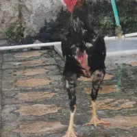 مرغ و خروس