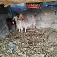 بزکهره|حیوانات مزرعه|کرمان, |دیوار