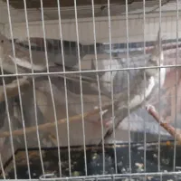 عروس هلندی وایت|پرنده|پاکدشت, خاتون آباد|دیوار