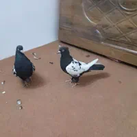 کبوترسینهایمعاوضهباجوجهمینا|پرنده|یزد, |دیوار