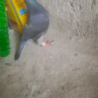 کبوتر نر چاپی