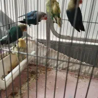 جفت مولد با جوجه