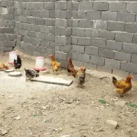 فروش مرغ محلی تخمگذار