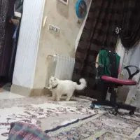 فروش یک جفت گربه نر وماده نژاد پرشین|گربه|زاهدان, |دیوار