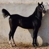 نریان آص ایران