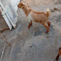 کهره نر