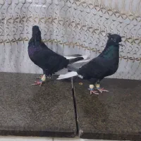 کبوتر اشعل تمیز وجوان|پرنده|اهواز, کوی مندلی(سه راه خرمشهر)|دیوار