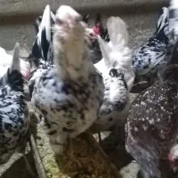 تخم مرغ گلین پنگوئن  نطفه دار|حیوانات مزرعه|قم, قلعه عموحسین|دیوار