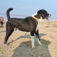 واگذاری سگهای نگهبان و گوسفندی