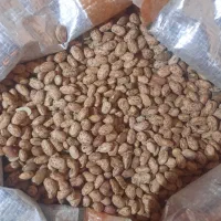 لوبیا چیتی(ارتشی)