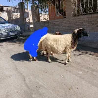 میش آبستن درجه یک داشتی