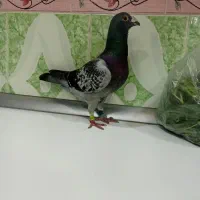 زرهی چاپی عربستان