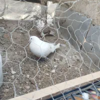 کفتر|پرنده|دلیجان, |دیوار