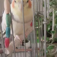 عروس هلندی نر سخنگو