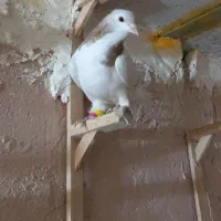 سده عودی نر پرشی