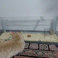همستر