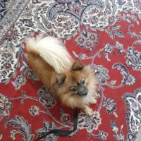 واگذاری پامرین