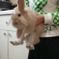 خرگوش لوپ جفت