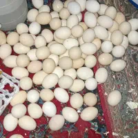 تخم نطفه دار مرندی. . ایام سامانی .فری،پرهما