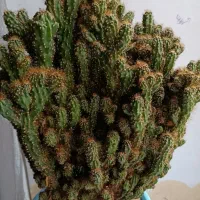 گل وگیاه|گل و گیاه طبیعی|بانه, |دیوار