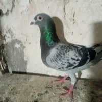 کبوتر