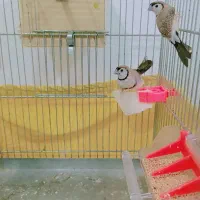 فنچ جغدی و الماسی