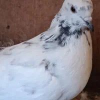 کفتر پرشی|پرنده|تهران, جیحون|دیوار