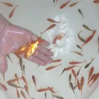 ماهی|ماهی|زرند, |دیوار