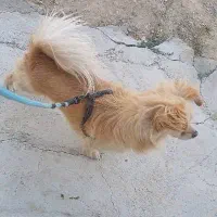 سگه پاکوتاه