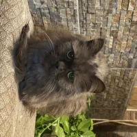 گربه واگذار میشود.