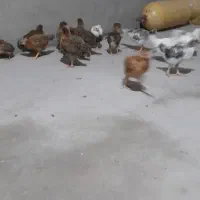 جوجه مرغ