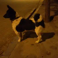 یکو نیم ساله دکور آخر خوشکل دهن پاک