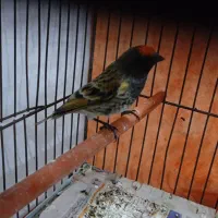 سهره گلبسر۱۰عدد|پرنده|مشهد, پنجتن|دیوار