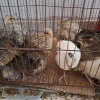بلدرچین نر وماده