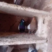 کبوتر رنگی|پرنده|تربت‌حیدریه, پائین ولایت|دیوار