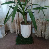 گل وگیاه دارم میخوام بفروشم برای روز مادر مناسبه