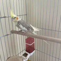 معاوضه عروس هلندی ماده
