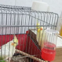 عروسی هلندی